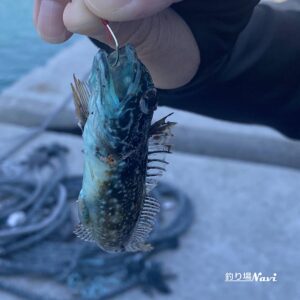富島漁港｜釣り場Navi