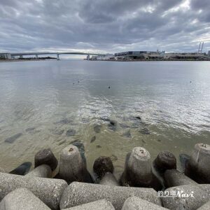 芦屋浜 西護岸（芦屋川河口）｜釣り場Navi