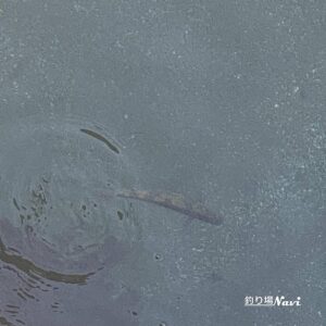 仁頃漁港｜釣り場Navi