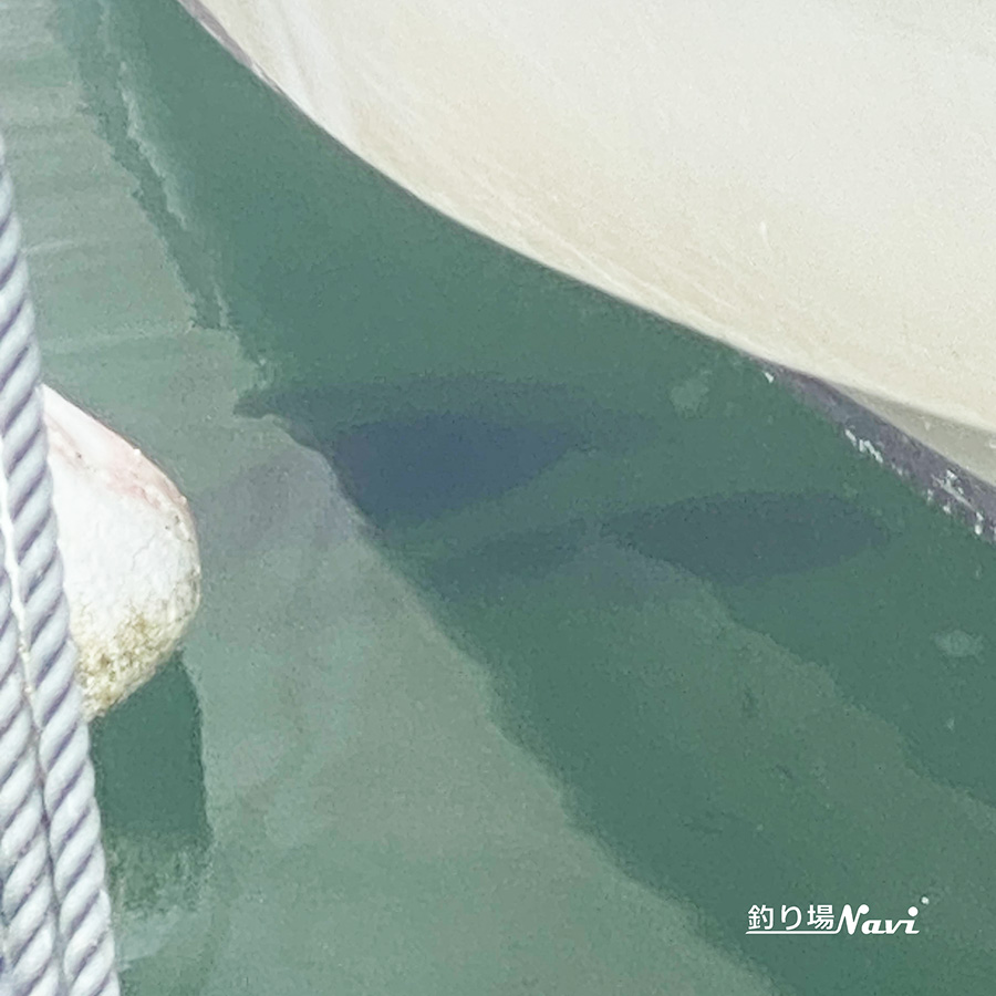 須磨浦漁港(須磨浦漁船だまり)|釣り場Navi