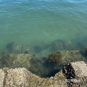淡路島 佐野漁港｜釣り場Navi