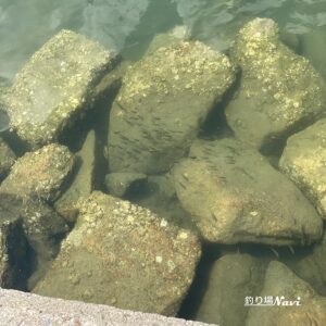 淡路島 佐野よい公園｜釣り場Navi