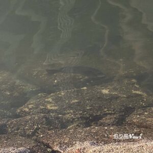 芦屋キャナルパーク 北護岸 東（浜風大橋）｜釣り場Navi